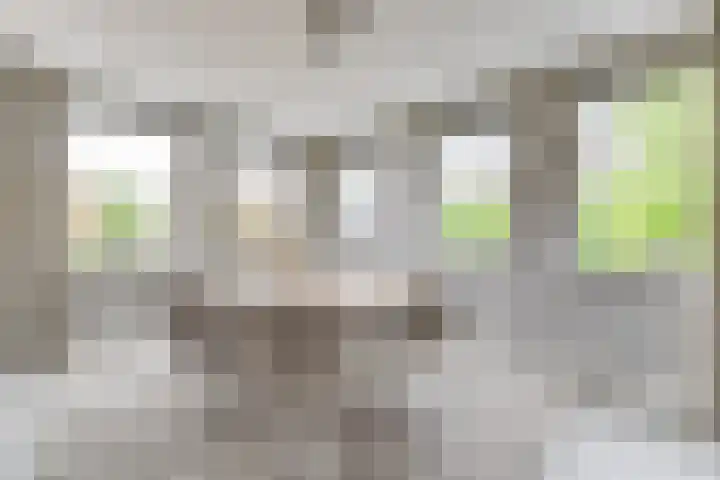 Lijster 3 a Spanbroek thumbnail 19