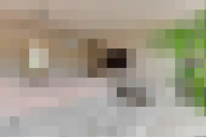 Lijster 3 a Spanbroek thumbnail 31