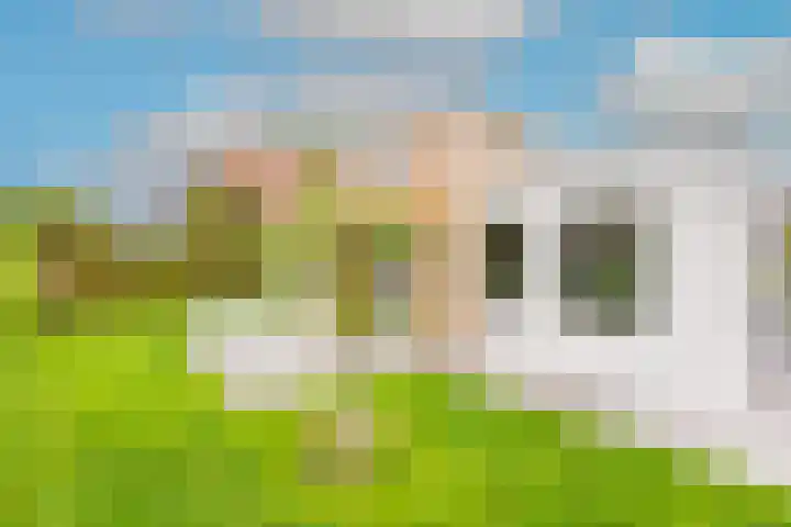 Lijster 3 a Spanbroek thumbnail 45