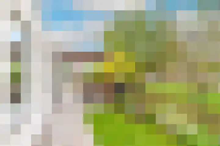 Lijster 3 a Spanbroek thumbnail 46