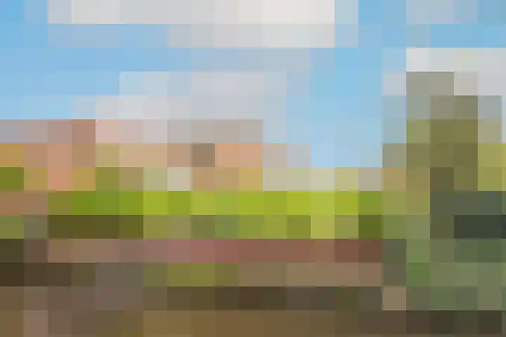 Lijster 3 a Spanbroek thumbnail 49