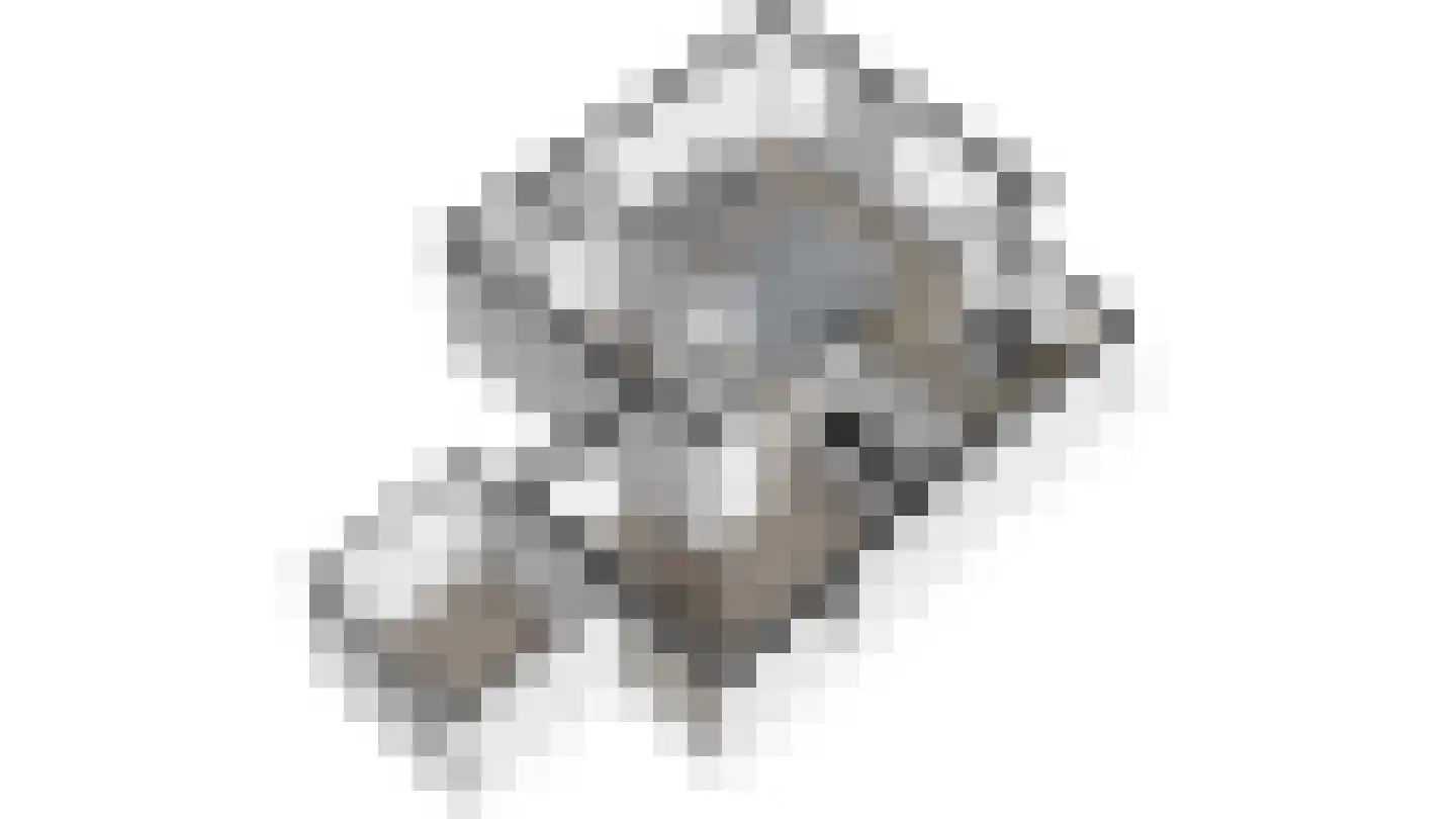 Lijster 3 Deventer thumbnail 52
