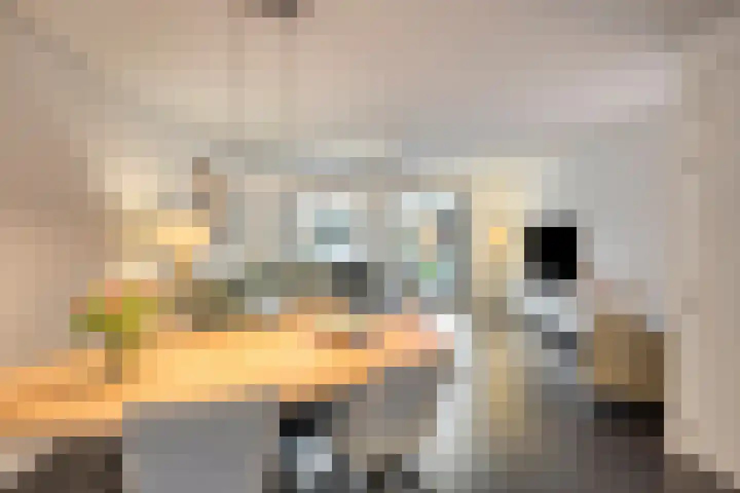 Lijster 3 Eijsden thumbnail 14