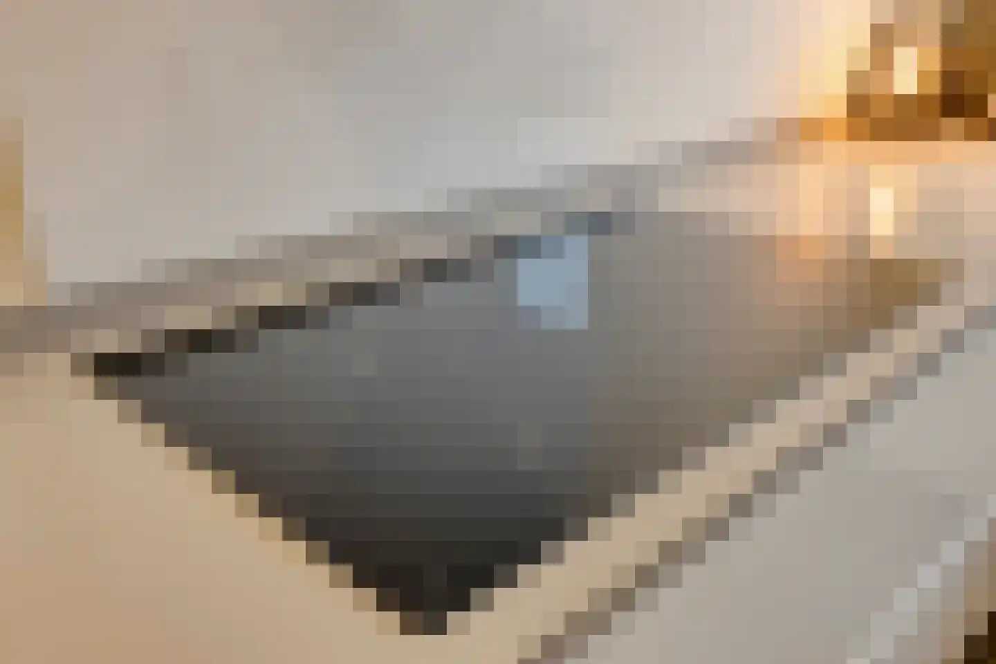 Lijster 3 Eijsden thumbnail 16