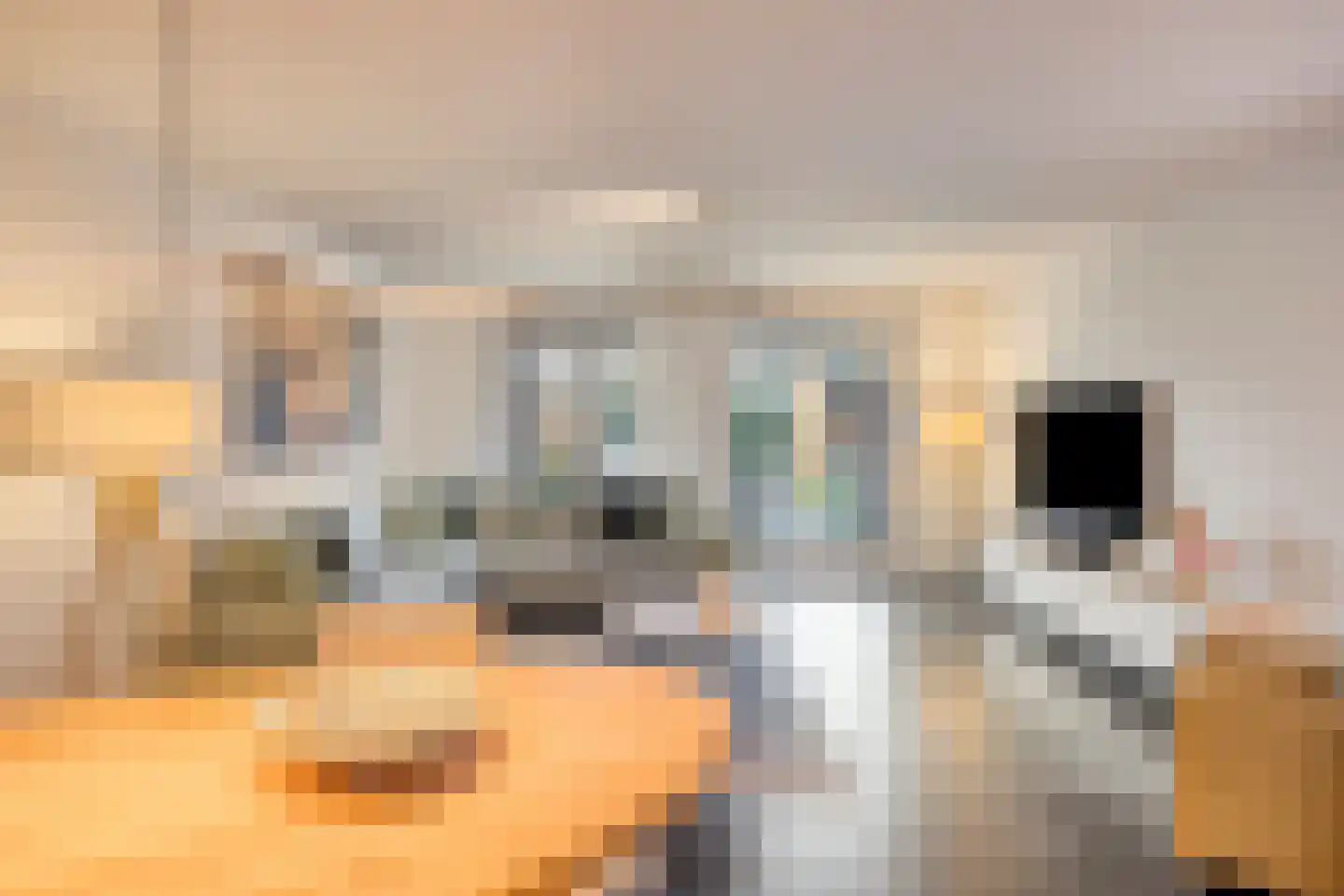 Lijster 3 Eijsden thumbnail 7