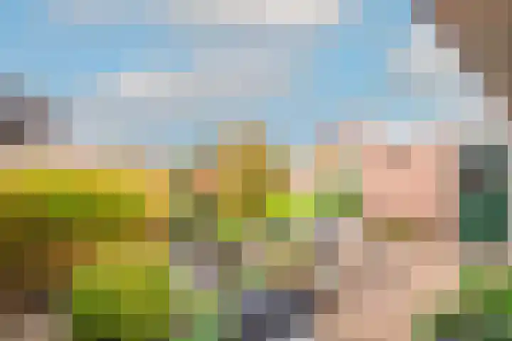 Lijster 3 Obdam thumbnail 41