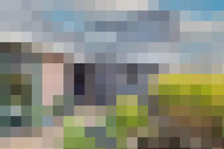 Lijster 3 Obdam thumbnail 50