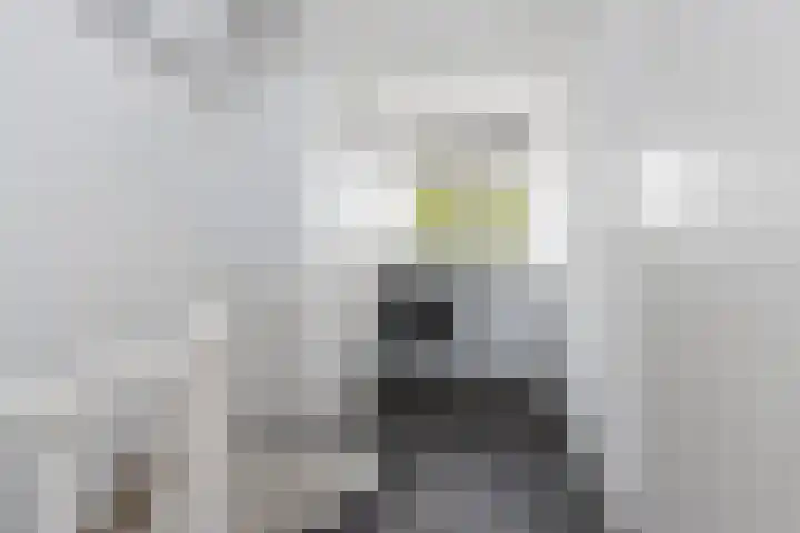 Lijster 38 Sprang-Capelle thumbnail 38