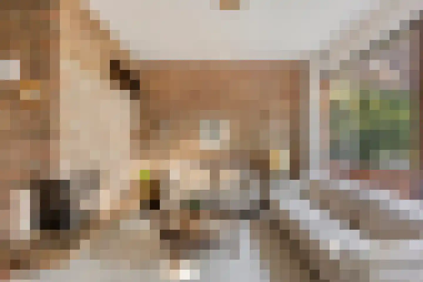 Lijster 40 Ridderkerk thumbnail 12