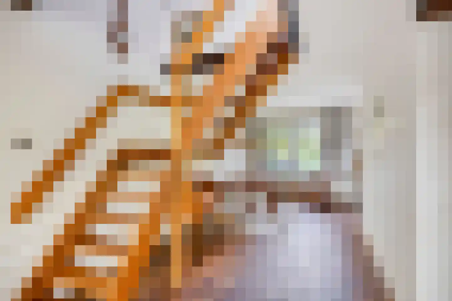 Lijster 40 Ridderkerk thumbnail 13