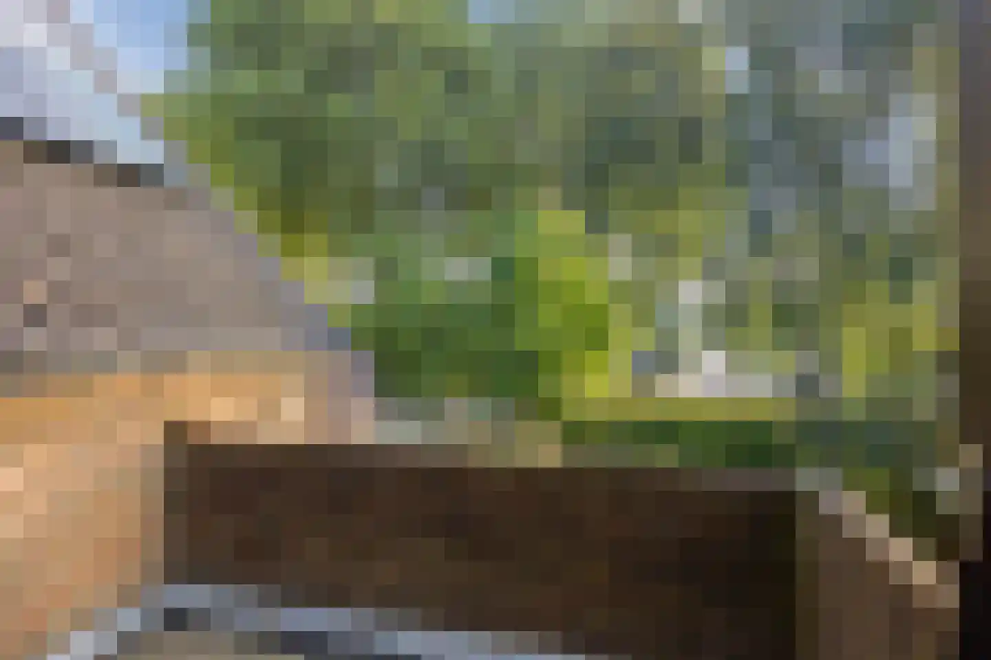 Lijster 40 Ridderkerk thumbnail 27