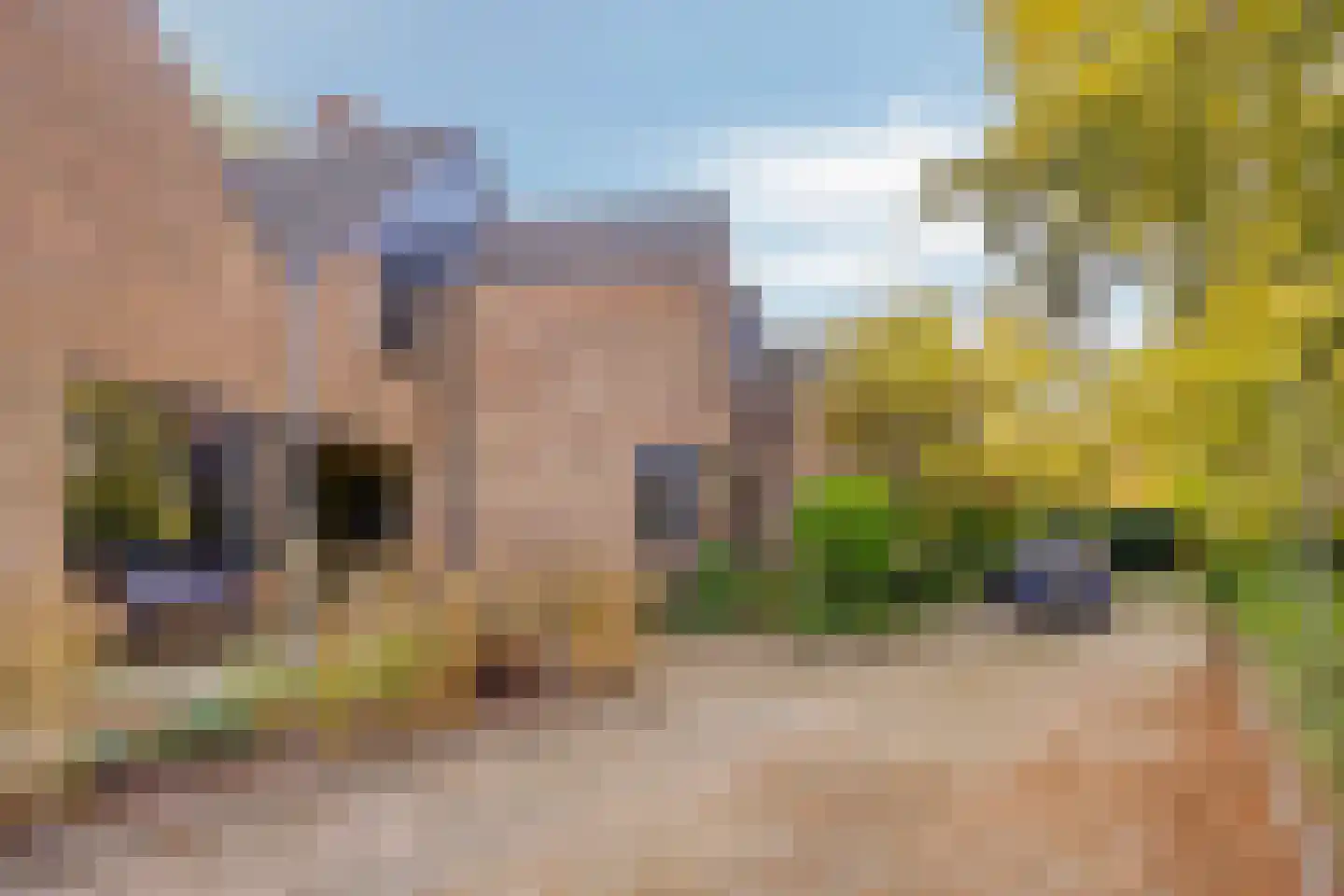 Lijster 40 Ridderkerk thumbnail 35