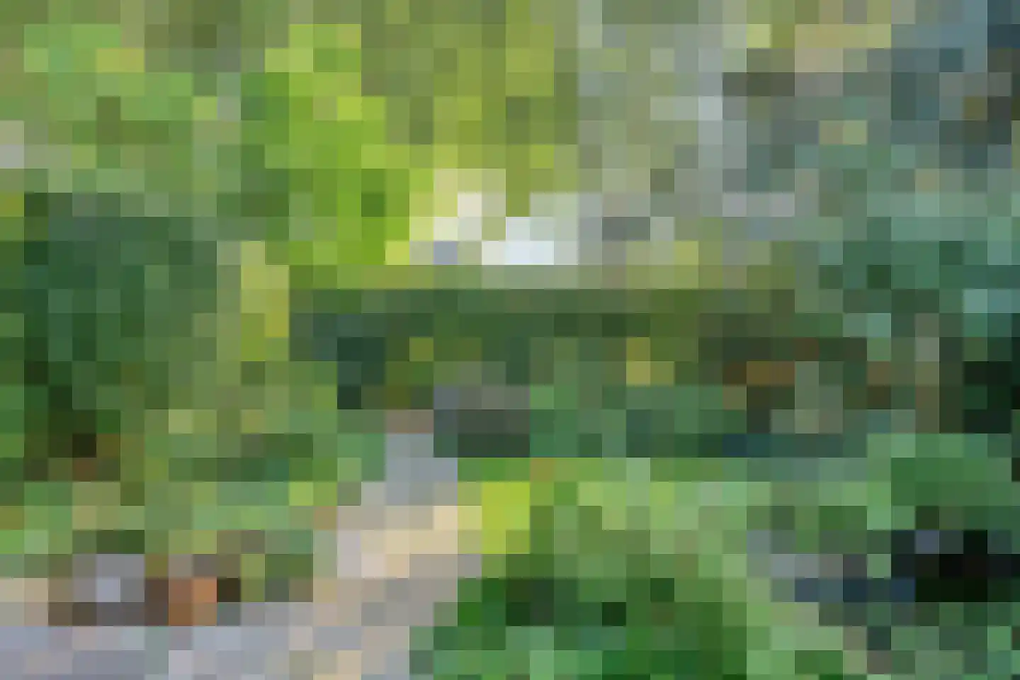 Lijster 40 Ridderkerk thumbnail 37