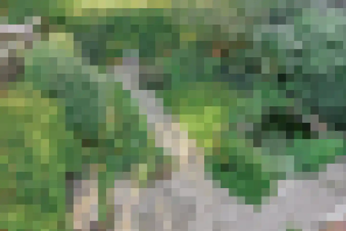 Lijster 40 Ridderkerk thumbnail 40