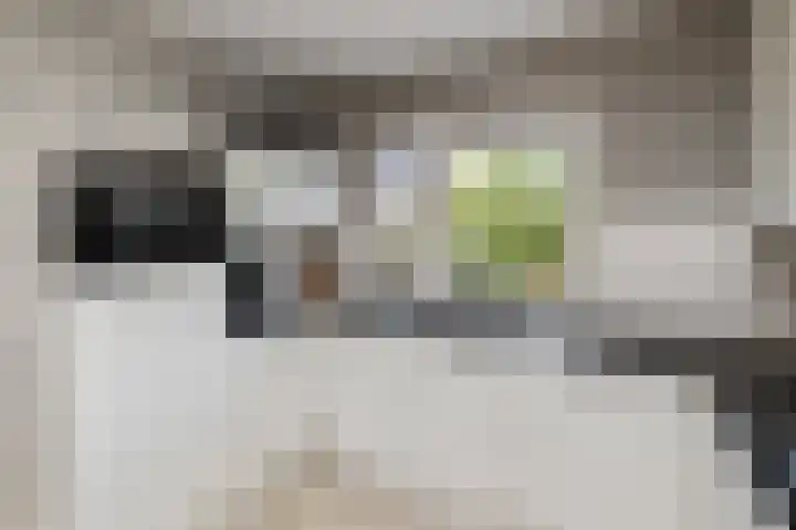 Lijster 41 Raalte thumbnail 12