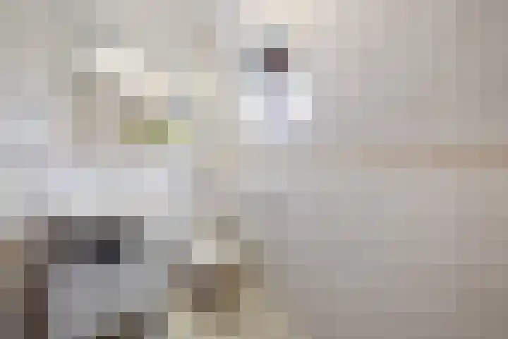 Lijster 41 Raalte thumbnail 17