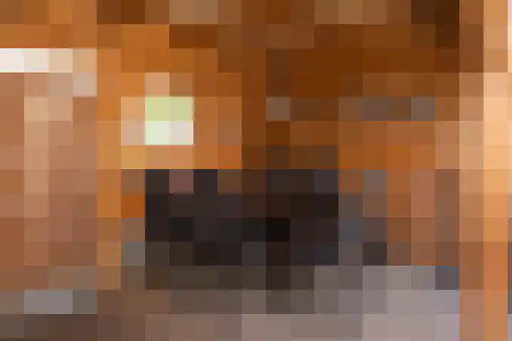 Lijster 41 Raalte thumbnail 25