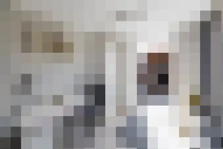 Lijster 41 Raalte thumbnail 8