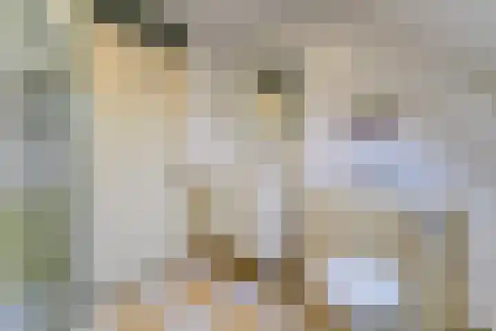 Lijster 42 Spanbroek thumbnail 40