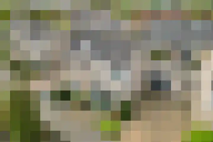 Lijster 42 Spanbroek thumbnail 56
