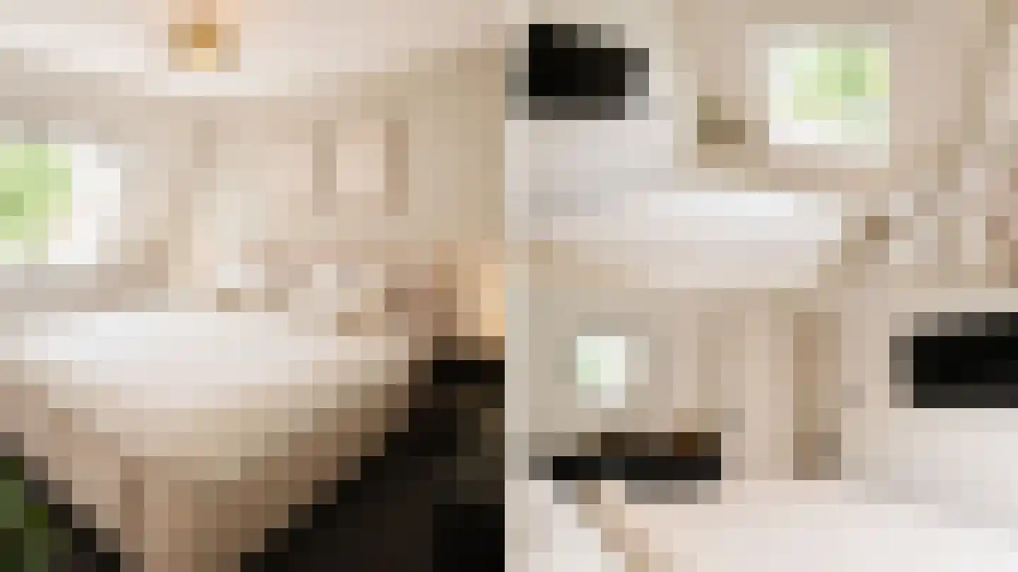 Lijster 5 Sprang-Capelle thumbnail 10