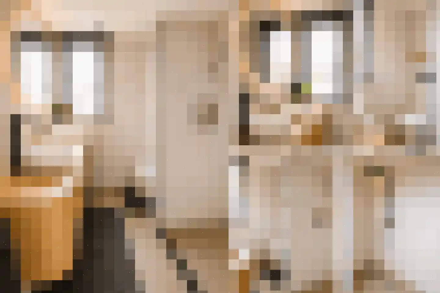 Lijster 5 Sprang-Capelle thumbnail 13