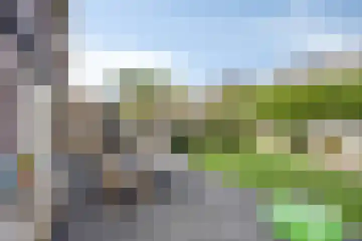 Lijster 6 Eijsden thumbnail 31
