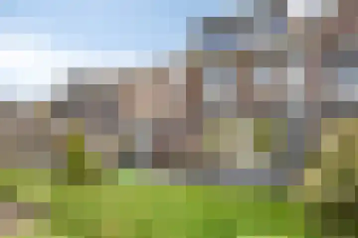 Lijster 6 Eijsden thumbnail 34