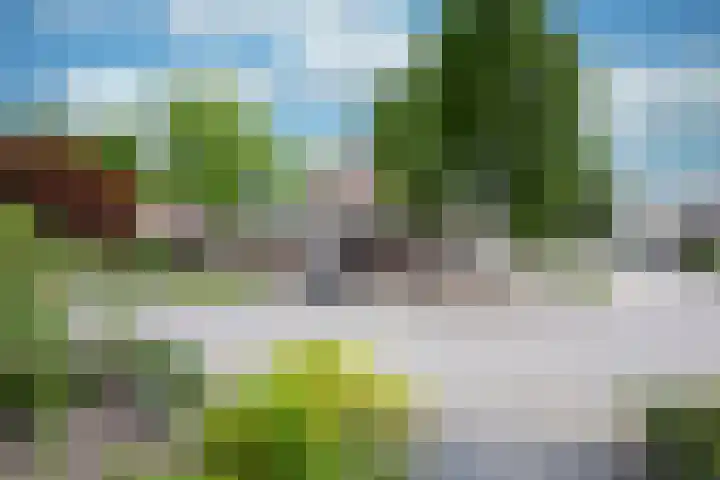 Lijster 6 Genemuiden thumbnail 11