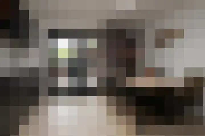 Lijster 6 Genemuiden thumbnail 19
