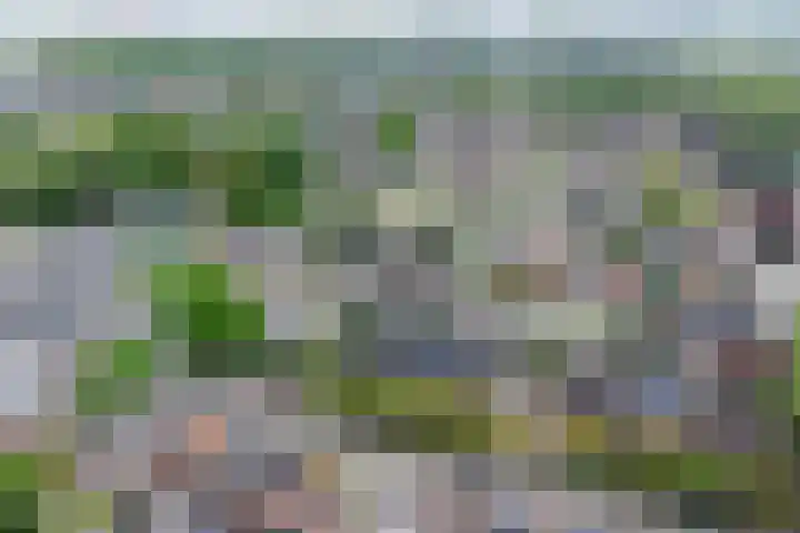 Lijster 6 Genemuiden thumbnail 28