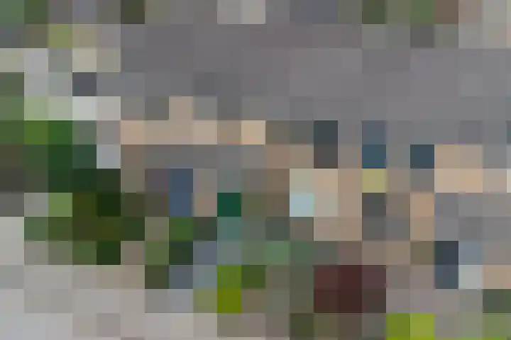 Lijster 6 Genemuiden thumbnail 5