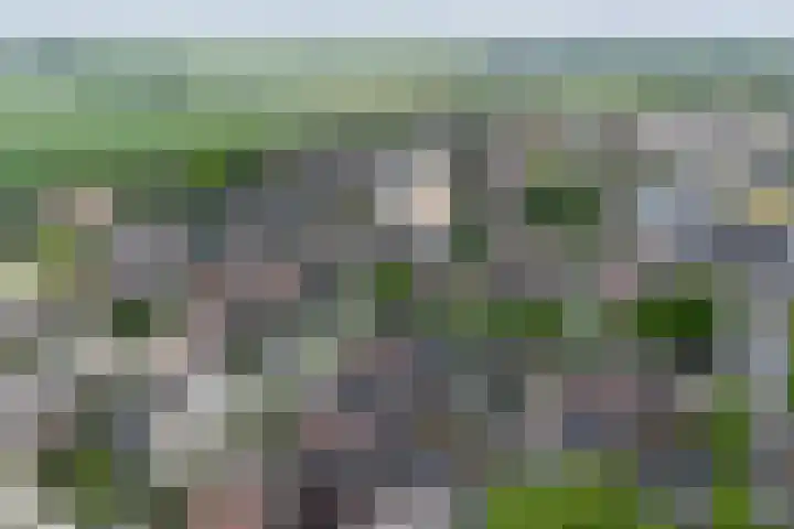 Lijster 6 Genemuiden thumbnail 6