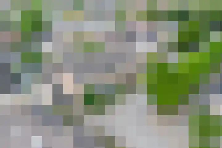 Lijster 6 Genemuiden thumbnail 7