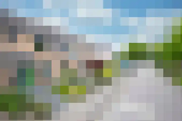 Lijster 6 Genemuiden thumbnail 8