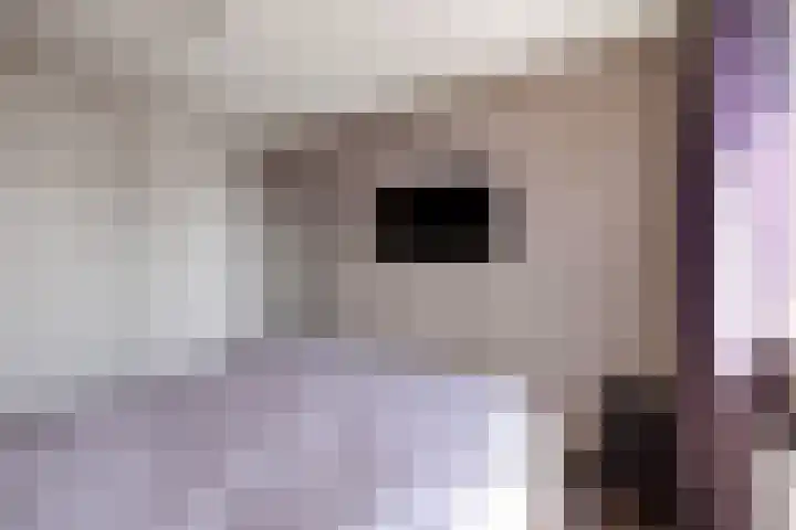 Lijster 7 Raalte thumbnail 16