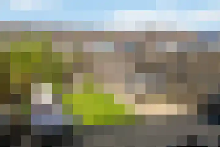 Lijster 7 Raalte thumbnail 26