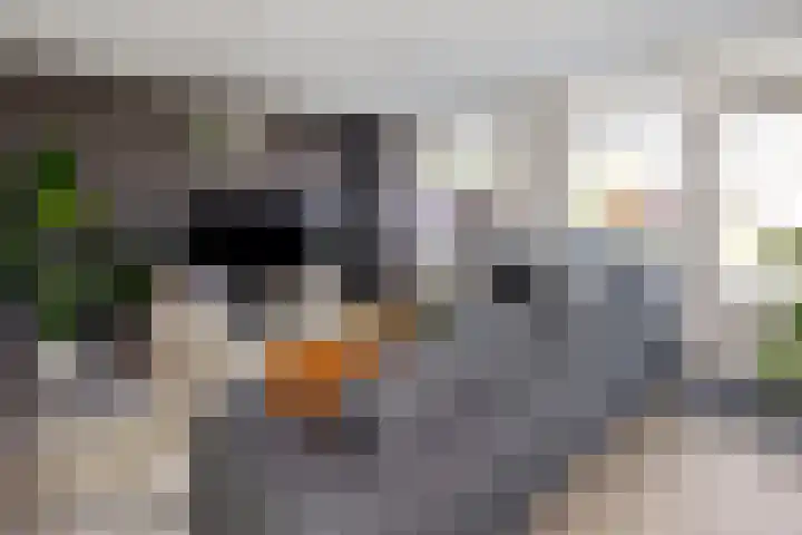 Lijster 7 Raalte thumbnail 6