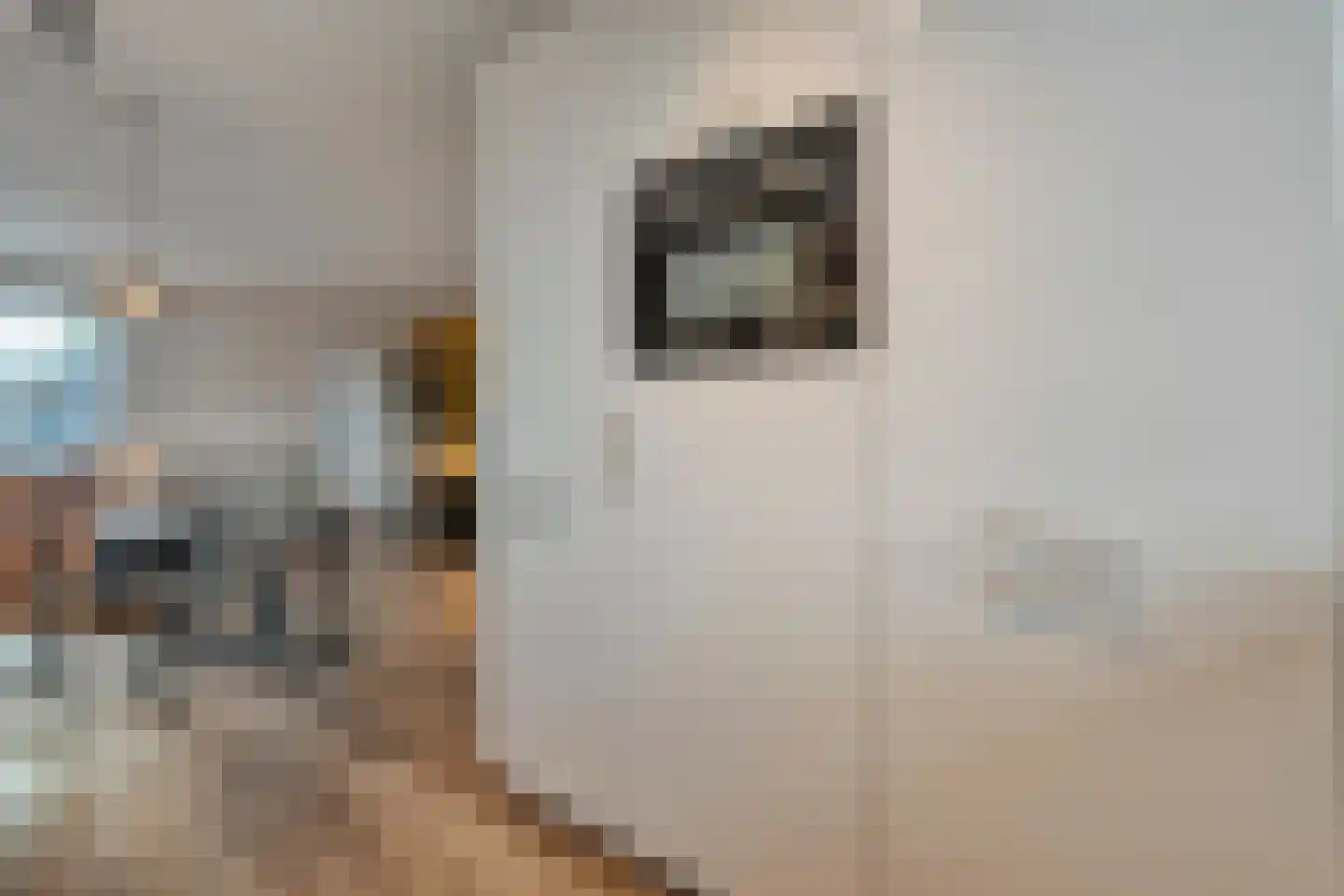 Lijster 71 Raalte thumbnail 12