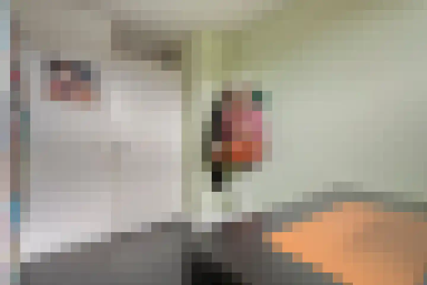 Lijster 71 Raalte thumbnail 23