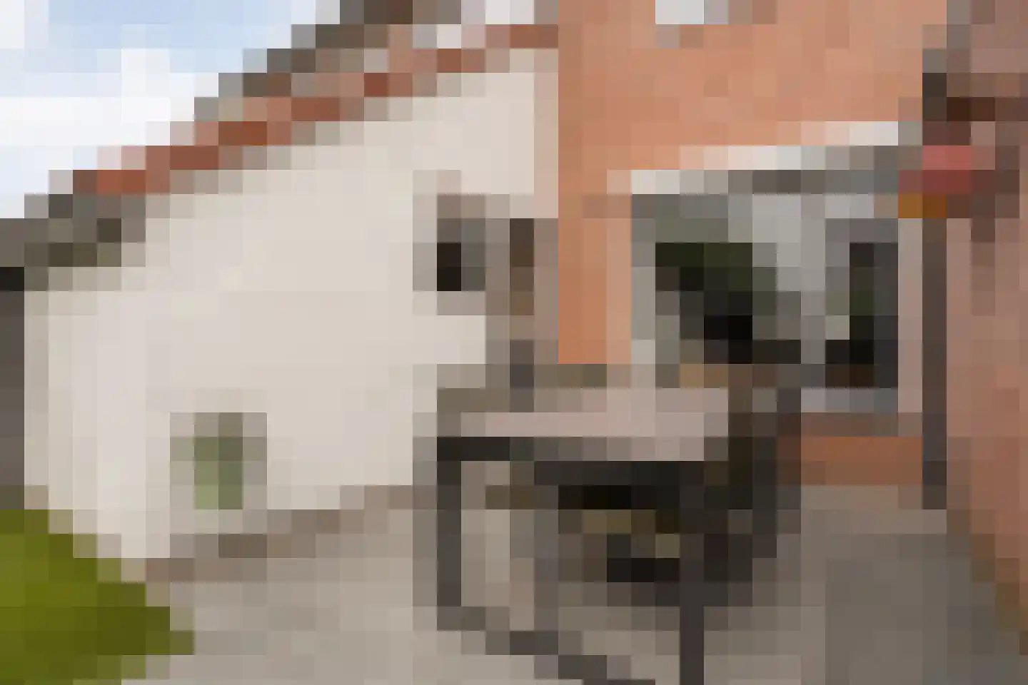 Lijster 71 Raalte thumbnail 32