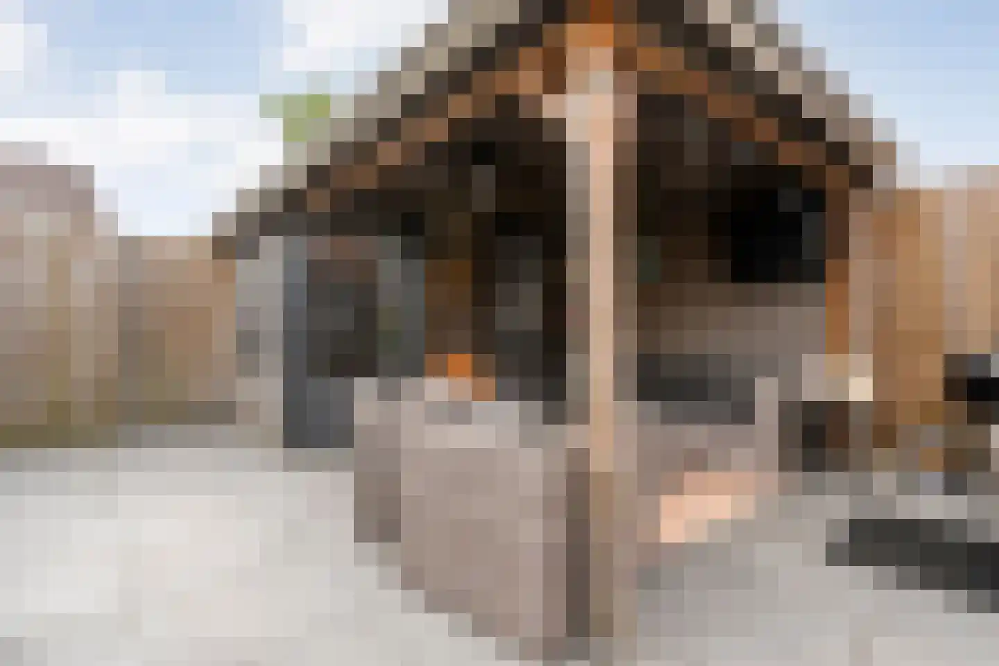 Lijster 71 Raalte thumbnail 34