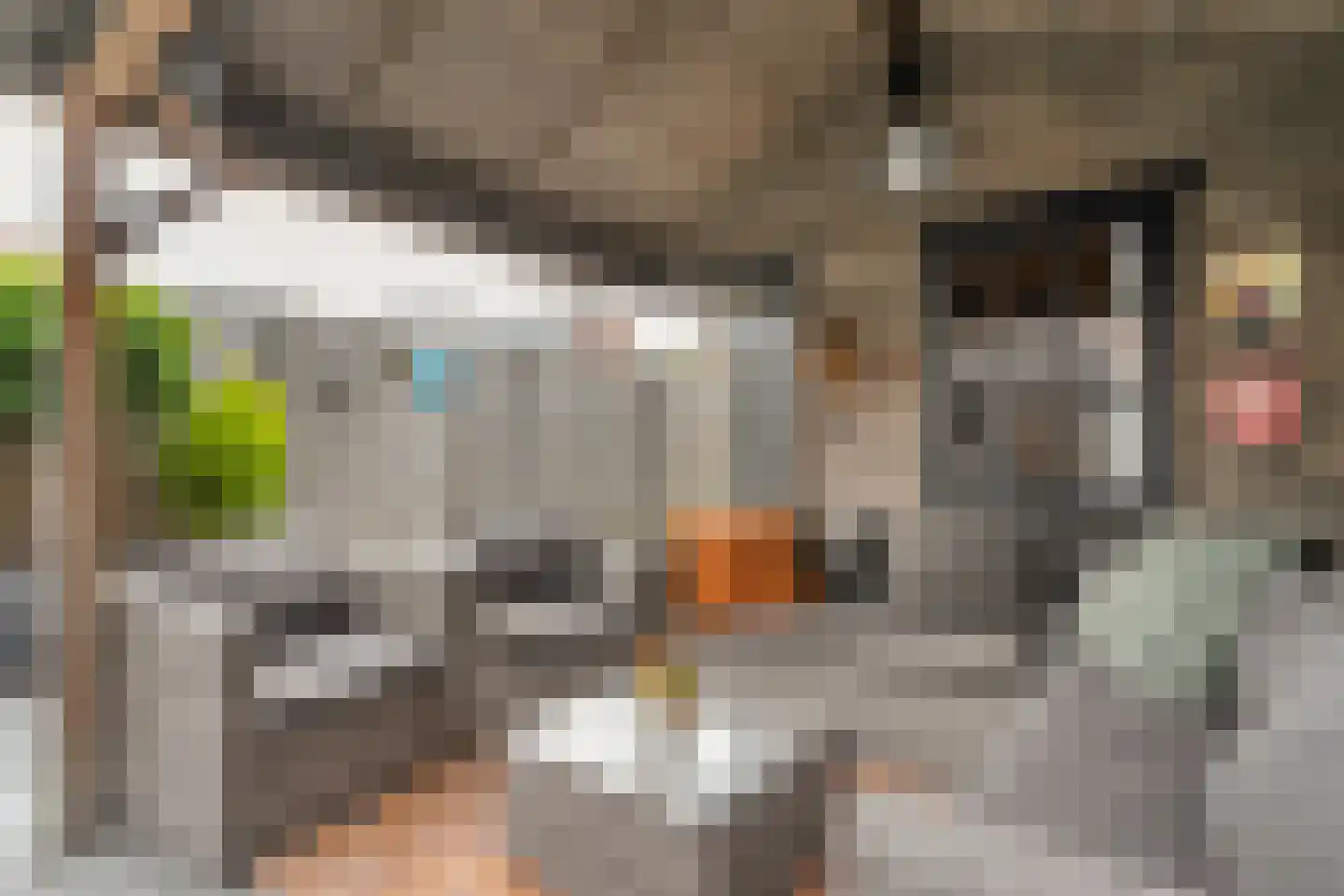 Lijster 71 Raalte thumbnail 35