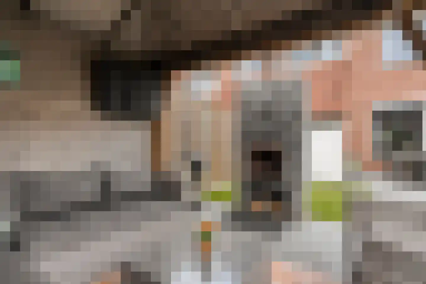Lijster 71 Raalte thumbnail 36