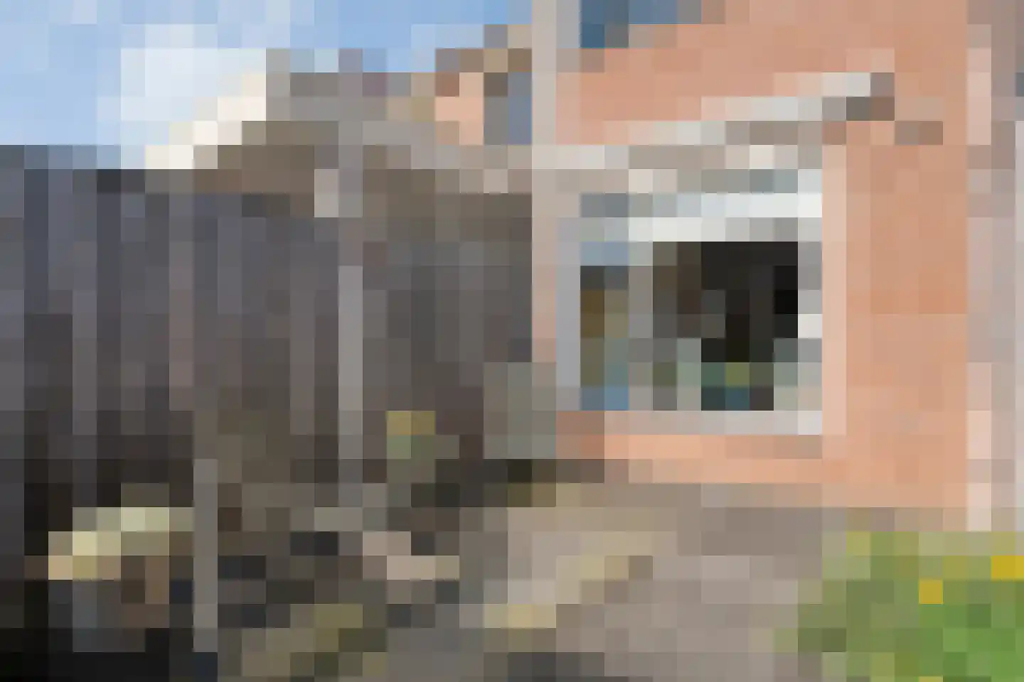 Lijster 73 Raalte thumbnail 30