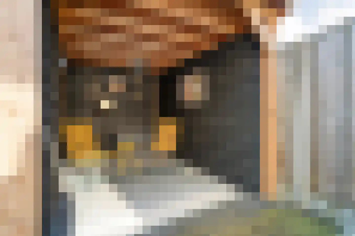 Lijster 73 Raalte thumbnail 33