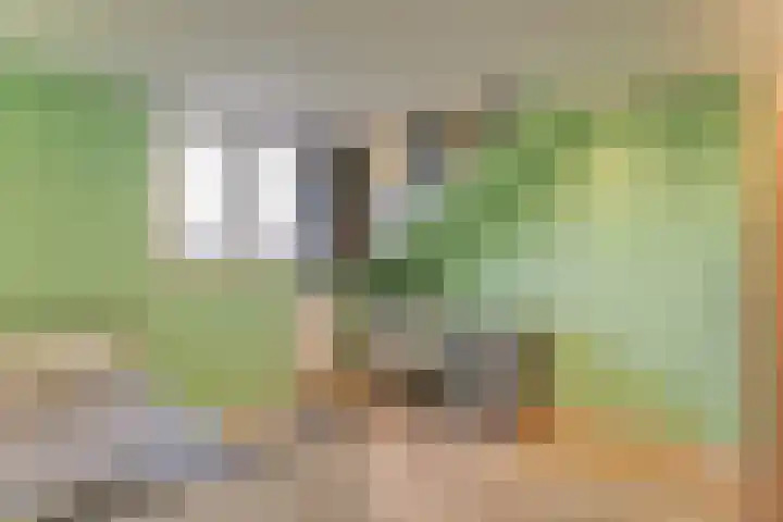 Lijster 78 Hoorn thumbnail 33