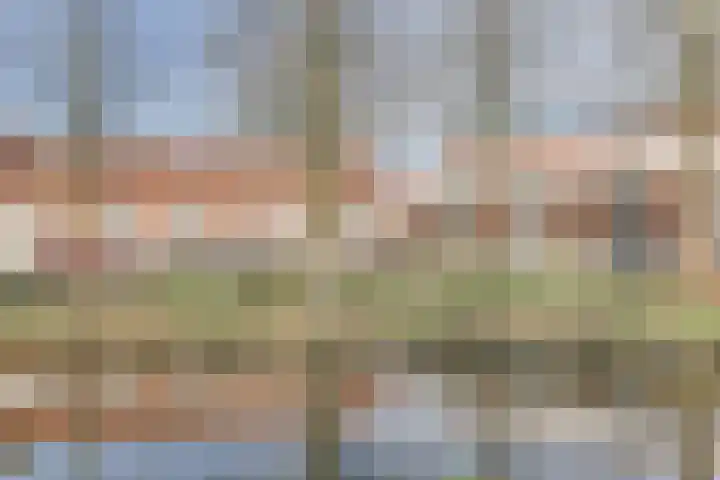 Lijster 78 Hoorn thumbnail 37