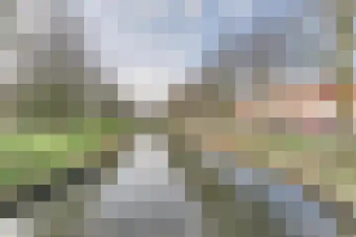 Lijster 78 Hoorn thumbnail 38