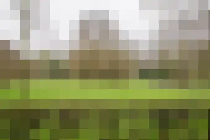 Lijster 78 Hoorn thumbnail 39